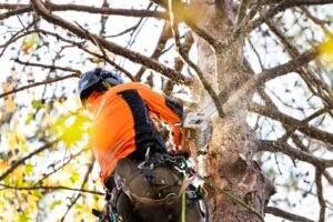 Pruning