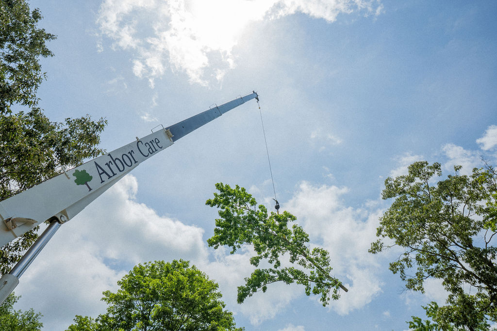 Tree Removal