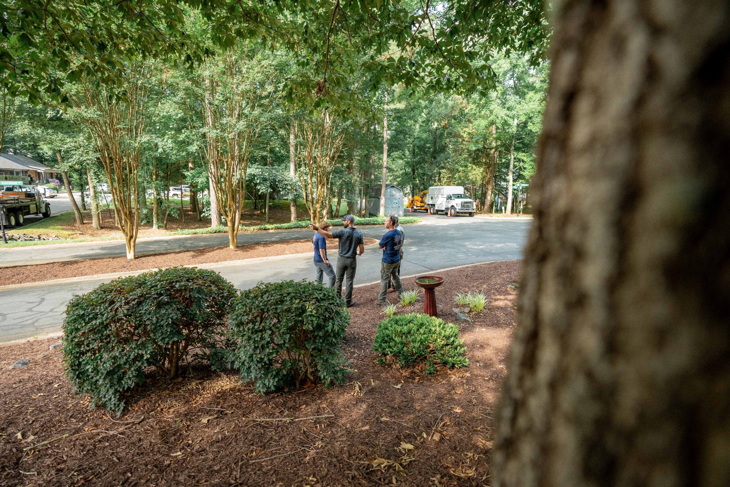 Tree Assessment