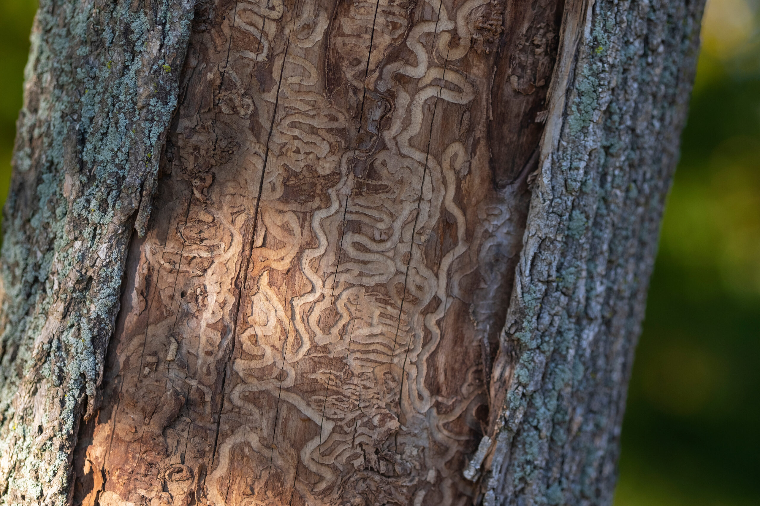 emerald ash borer